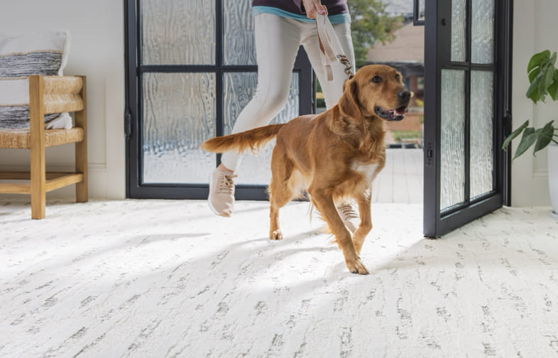 Pet-Friendly Carpet | Rayo Wholesale